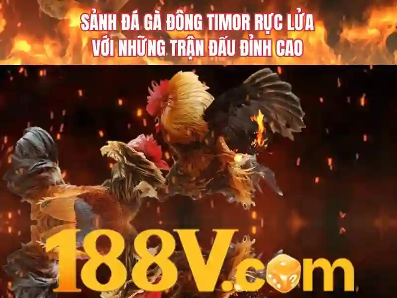 Trải nghiệm người dùng và phản hồi của cộng đồng